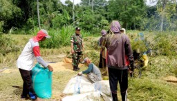 Babinsa 0822/04 Tenggarang Kawal Langsung Serapan Gabah Petani Dawuhan Panen 3, 800 Kg Padi legowo