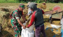 Sinergitas Antara TNI dan Petani, Babinsa Kodim 0822/09 Pujer Kawal Bulog Serap Gabah di Desa Mengok