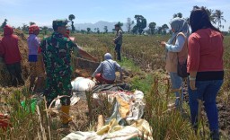 Babinsa 08 Grujugan Kawal Bulog Serap Gabah Guna Lindungi Petani Dari Pembelian Dibawah Standar HPP