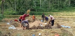 Bangkitkan Semangat Petani, Babinsa 05/ Pakem Kawal Bulog Serap Gabah Seluas 150 Da 
