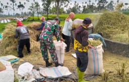 Babinsa Kodim 0822/12 Sukosari Apresiasi Bulog Serap Gabah Petani Seharga Rp. 6. 500 per Kg