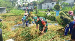 Tak Kenal Libur, Babinsa 03/Tegal Ampel Kawal Sergap Gabah di Karang Anyar Kab Bondowoso