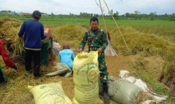 Peran Aktif Babinsa Koncer Kidul Koramil 04 Tenggarang Dampingi Petani Serap Gabah di Wilayah Binaan