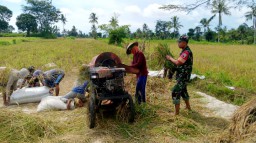 Dukung Swasembada Pangan Nasional, Babinsa Kodim 0822/03 Tegalampel Kawal Bulog Serap Gabah di Desa Klabang