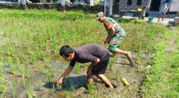 Dukung Ketahanan Pangan di Wilayah, Babinsa Koramil 01 Bondowoso Dampingi Petani Tanam Padi di Dabasah