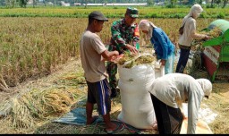 Peran Aktif TNI Dukung Swasembada Pangan, Babinsa Kodim 0822/01 Bondowoso Kawal Bulog Serap Gabah di Dabasah