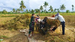 Perkuat Kolaborasi Lintas Sektor, Babinsa Kodim 0822/11 Tapen Aktif Kawal Bulog Serap Gabah Petani