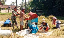 Upayakan Harga Jual Sesuai HPP, Babinsa 03 Tegalampel Kawal Bulog Serap Gabah Petani di Desa Klabang Agung