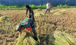 Dampingi Hanpangan, Babinsa 0822/01 Bondowoso Kawal Bulog Serap Gabah Petani di Desa Sukowiryo