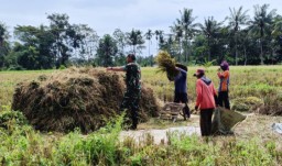 Babinsa 04 Tenggarang Dampingi Panen Padi Inpari 32 di Kajar, Hasil Melimpah Bikin Petani Sumringah