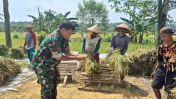 Babinsa Kodim 0822/03 Tegalampel, Dampingi Petani Serap Gabah Panen Padi Impari 32 di Lahan Bapak Nursawi