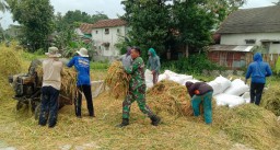 Dampingi Hanpangan, Babinsa Kodim 0822/12 Sukosari, Bersama Bulog Serap Gabah di Desa Sukosari Lor