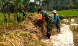 Babinsa Kodim 0822/13 Tlogosari Berhasil Serap Gabah Petani Desa Sulek Langsung Jual ke Bulog Seharga Rp. 6.500
