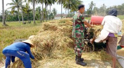 Tingkatkan Kesejahteraan Petani, Babinsa Kodim 0822/10 Wonosari Berhasil Serap Gabah Petani di Desa Jumpong