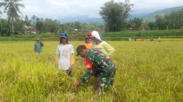 Babinsa 08 Grujugan Kawal Bulog Serap Gabah, Kehadiran TNI Sangat Membantu Masyarakat Dalam Stabilitas Pangan Nasional