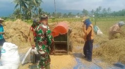Pastikan Lancar dan Stabil Babinsa Kodim 0822/01 Bondowoso Serap Gabah di Kelurahan Nangkaan