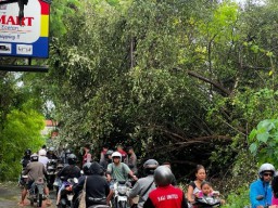 Personel Polsek Nusa Penida Evakuasi Pohon Tumbang di Jalan Raya Biaung