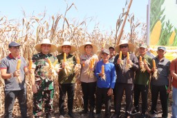 Kapolres Jembrana Panen Jagung Serentak di Desa Medewi Dukung Swasembada Pangan TH 2025