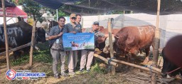 Perumda Air Minum Surya Sembada Salurkan 14 Sapi Kurban Pada Idul Adha 1446 H, Wujud Kepedulian dan Komitmen Layanan Untuk Kota Surabaya