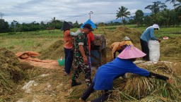 Upaya Percepatan Swasembada Pangan, Babinsa Padasan Kawal Bulog Serap Gabah di Lahan Poktan