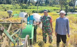 Bentuk Nyata Komitmen TNI Dukung Swasembada Pangan, Babinsa Wonosari Bantu Petani Serap Gabah Seluas 1 Hektar