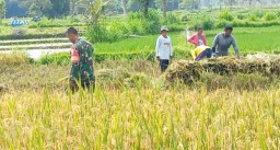 Babinsa Pucanganom Dampingi Bulog Bantu Petani Wilayah Binaan Panen Padi Guna Sukseskan Swasembada Pangan