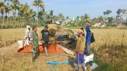 Petani Sambut Hangat Kehadiran Babinsa Sukosari Dalam Membantu Panen padi di Wilayah Seluas 0, 9 Hektar