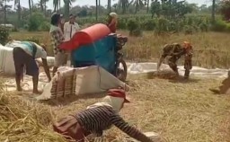 Babinsa Botolinggo Terjun Langsung Bantu Petani Serap Gabah Bersama Bulog Sebanyak 5 Ton