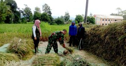 Babinsa Poncogati Dampingi Bulog Serap Gabah Petani Sebagai Bukti Nyata TNI Selalu Bersama Masyarakat