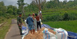 Babinsa Sumber Dumpyong Sejahterakan Petani Melalui Serap Gabah Bersama Bulog Seharga Rp 6. 500/ Kg