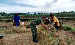 Babinsa Tegal Mijin Bantu Petani Dapatkan Harga Gabah Yang Telah Ditetapkan Oleh Pemerintah