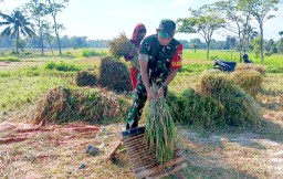 Bantu Kesejahteraan Petani, Babinsa Wonosari Kawal Bulog Serap Gabah sebayak 1 Ton