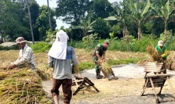 Babinsa Taman Dukung Program Pembelian Gabah Petani Oleh Pemerintah Seharga Rp. 6. 500 per Kilogram