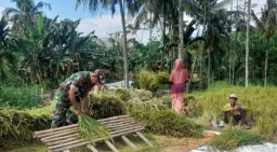 Babinsa Sumber Pandan Tak Henti-hentinya Bantu Petani Panen Padi Sebayak 1 Ton