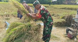 Babinsa Cangkring Dampingi Petani Jual Gabah ke Pemerintah Melalui Bulog Seharga Rp 6. 500