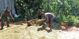 Bantu Sejahterakan Petani, Babinsa Sumber Dumyong Dampingi Bulog Serap Gabah Sebanyak 1 Ton