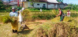 Babinsa Sumber Wringin Kawal Bulog Serap Gabah Petani Guna Pastikan Harga Tetap Stabil