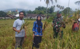 Babinsa Sumber Pandan Terjun Langsung Bantu Petani Serap Gabah Sebanyak 1 Ton di Wilayah Binaan