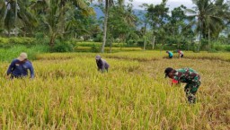 Babinsa Pakuniran Serap Gabah Petani Guna Jaga Stabilitas Pasokan Pangan Nasional