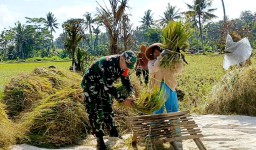 Dukung Dan Dampingi Hanpangan Nasional di Wilayah, Babinsa Kajar Serap Gabah Petani Seluas 250 M2