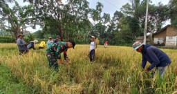 Babinsa Klabang Agung Sukses Dampingi Bulog Serap Gabah Petani Seharga Rp. 6.500