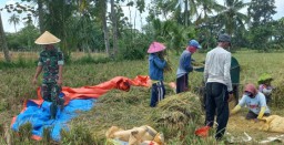 Tunjukkan Sinergitas TNI, Babinsa Pelalangan Dampingi Bulog Serap Gabah Sebanyak 4 Ton