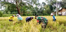 Penuhi Ketersediaan Stok Pangan Nasional, Babinsa Tlogosari Dampingi Bulog Serap Gabah