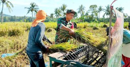 Peran Aktif Babinsa Prajekan Kidul Serap Gabah Petani Bersama Bulog di Wilayah Binaan