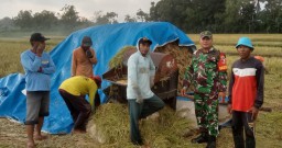 Tingkatkan Kesejahteraan Petani, Babinsa Tegalampel Kodim 0822 Bondowoso Bersama Bulog Serap Gabah