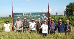 Kapolres Klungkung Hadiri Gerakan Panen Raya Padi Bersama Forkopimda di Subak Gunaksa