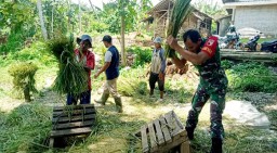 Berhasil Serap 9 Ton Gabah Petani, Babinsa Kembangan Dukung Sukseskan Hanpangan Wilayah Binaan