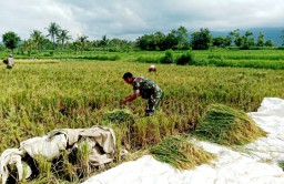Dukung Ketahanan Pangan Nasional, Babinsa Gentong Berhasil Serap 9 Ton Gabah Petani Wilayah Binaan