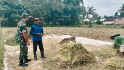 Wujudkan Swasembada Pangan Nasional, Babinsa Taman Bersama Bulog Serap Gabah Petani di Wilayah Binaan