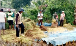 Pastikan Sesuai HPP, Babinsa Sempol Kawal Bulog Serap Gabah Petani di Wilayah Binaan